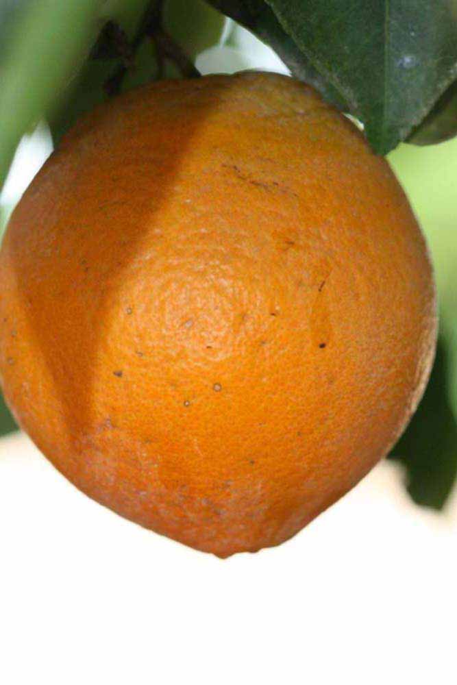            Fruit (Riverside, CA)   